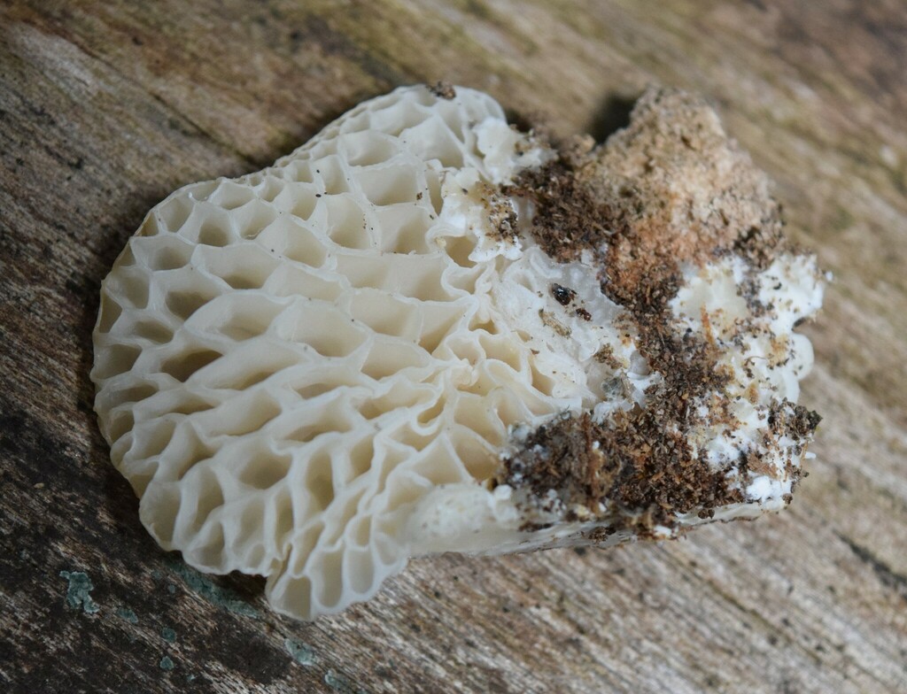 Favolaschia pustulosa · February 2025 · photo: © davidwhyte (iNaturalist, cc-by-sa)