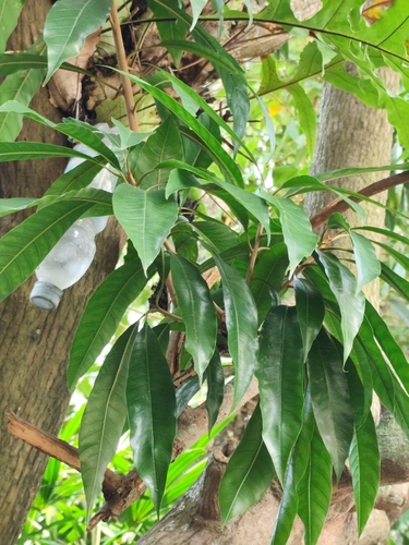 Foto de Abiu-caramelo