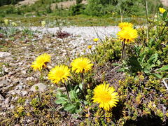 Erigeron aureus