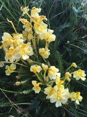 Pedicularis longiflora