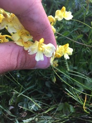 Pedicularis longiflora