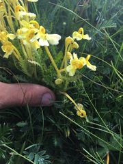 Pedicularis longiflora