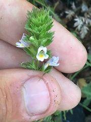 Euphrasia pectinata