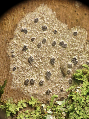Glyphis cicatricosa observed 2025-02-08