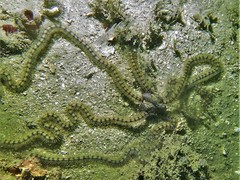 Macrophiothrix