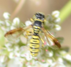 Eucerceris provancheri