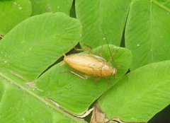 Ectobius pallidus