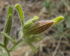 Cordylanthus pilosus pilosus