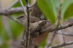 Gerygone magnirostris