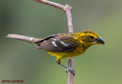 Golden Grosbeak photo 2