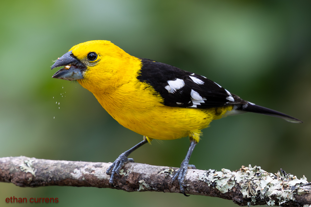Golden Grosbeak photo