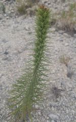 Liatris glandulosa