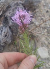 Liatris glandulosa