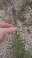 Liatris glandulosa