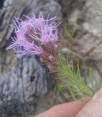 Liatris glandulosa