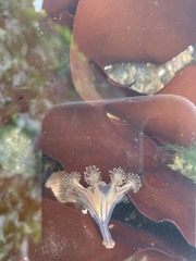 Haliclystus sanjuanensis