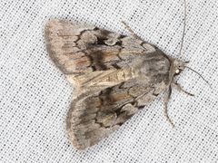 Setagrotis pallidicollis