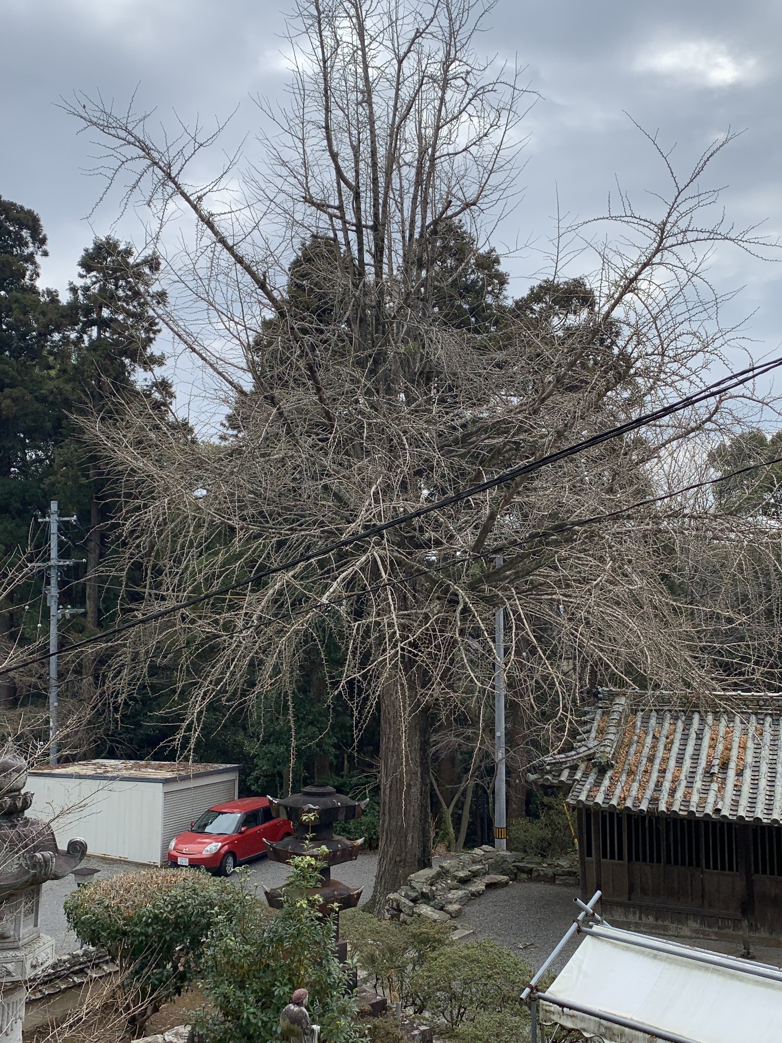 Imagem de Ginkgo