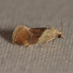 Phalonidia lepidana