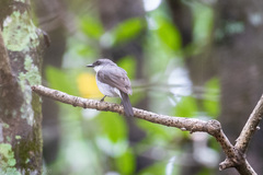 Eopsaltria pulverulenta