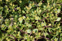 Honckenya peploides diffusa