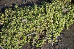 Honckenya peploides diffusa