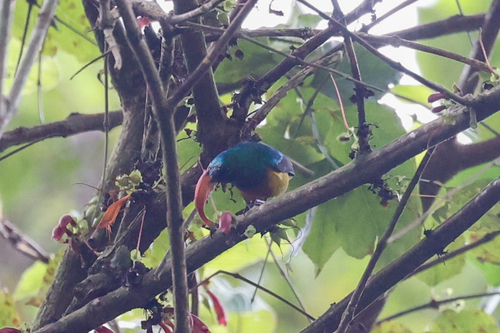 Loveridge's Sunbird (Cinnyris loveridgei), photo 2