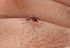 Aedes atlanticus