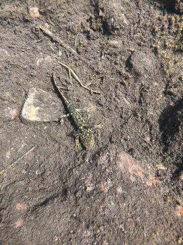 Mountain Stream Siredon, Ambystoma altamirani
