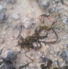 Nostoc flagelliforme