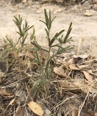 Cordylanthus pilosus pilosus