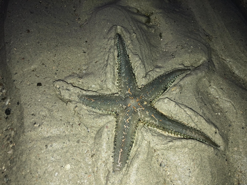 Comb Sea Star