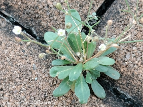 Paramollugo nudicaulis, photograph 5