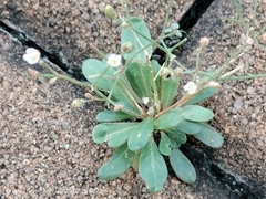 (c) Ong Jyh Seng, some rights reserved (CC BY) Paramollugo nudicaulis, photograph (c) Ong Jyh Seng, some rights reserved (CC BY)