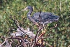 Egretta garzetta dimorpha