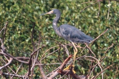 Egretta garzetta dimorpha
