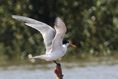 Thalasseus bengalensis