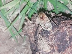 Isonychus arizonensis