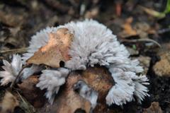 Thelephora penicillata