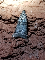 Sciota subfuscella