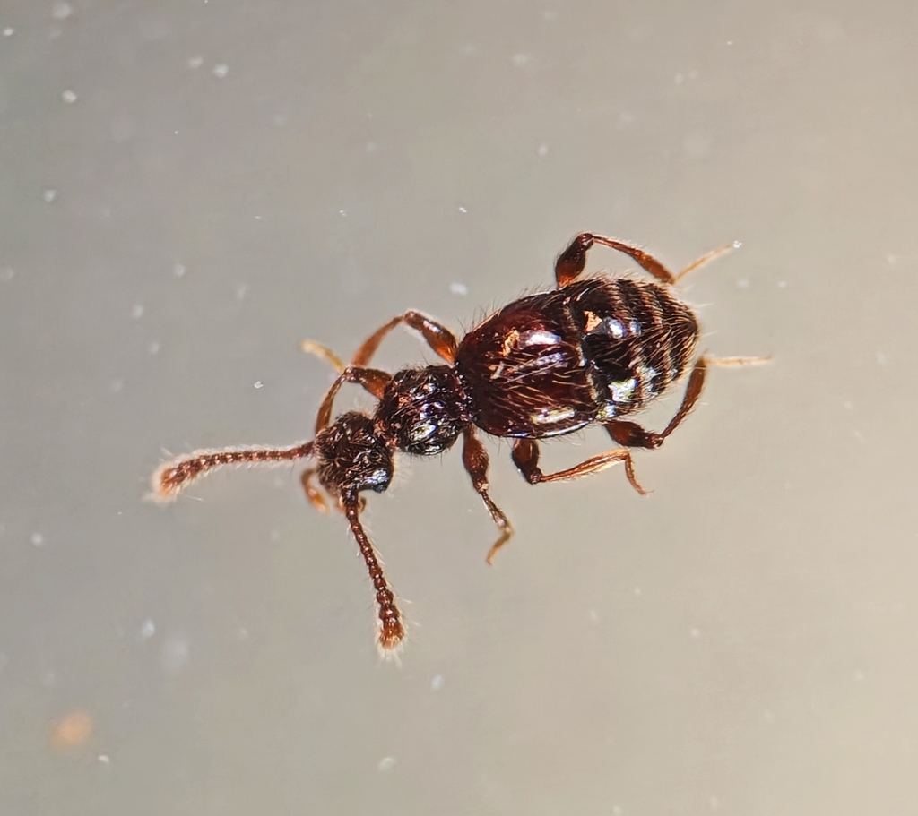 Batrisodes denticollis