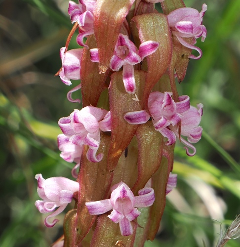 Image of Satyrium neglectum by (c) desertnaturalist, some rights reserved (CC BY)