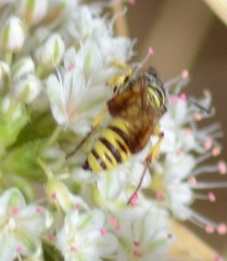 Eucerceris provancheri