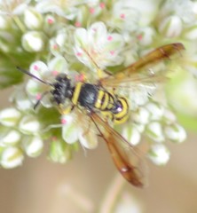 Eucerceris provancheri