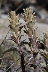 Castilleja nana