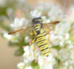 Eucerceris provancheri