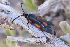 Synanthedon polygoni