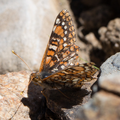 Euphydryas anicia wheeleri