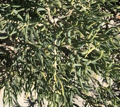 Suaeda depressa