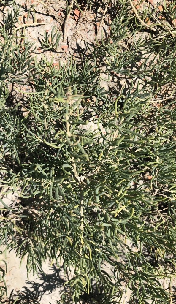 Pursh Seepweed